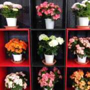 ヒメ日記 2025/05/11 22:28 投稿 小坂みどり 五十路マダム 浜松店(カサブランカグループ)