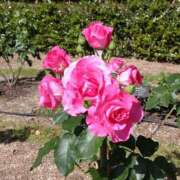 ヒメ日記 2025/05/12 07:52 投稿 小坂みどり 五十路マダム 浜松店(カサブランカグループ)