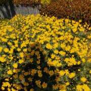 ヒメ日記 2025/05/20 05:58 投稿 小坂みどり 五十路マダム 浜松店(カサブランカグループ)