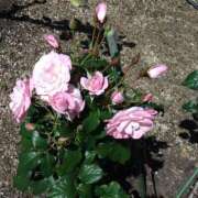 ヒメ日記 2025/05/24 14:16 投稿 小坂みどり 五十路マダム 浜松店(カサブランカグループ)