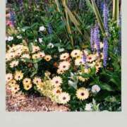 ヒメ日記 2025/05/30 13:50 投稿 小坂みどり 五十路マダム 浜松店(カサブランカグループ)