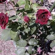 ヒメ日記 2025/06/02 14:14 投稿 小坂みどり 五十路マダム 浜松店(カサブランカグループ)