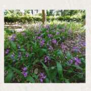 ヒメ日記 2025/06/03 13:30 投稿 小坂みどり 五十路マダム 浜松店(カサブランカグループ)