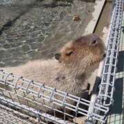 ヒメ日記 2025/06/18 12:36 投稿 小坂みどり 五十路マダム 浜松店(カサブランカグループ)