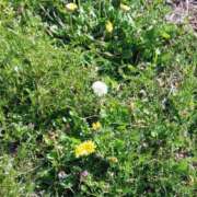 ヒメ日記 2026/03/24 13:34 投稿 小坂みどり 五十路マダム 浜松店(カサブランカグループ)