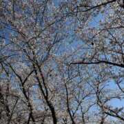 ヒメ日記 2025/04/07 10:38 投稿 らんか consolation