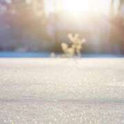 ヒメ日記 2024/12/21 08:42 投稿 れいか 奥鉄オクテツ神奈川店（デリヘル市場グループ）