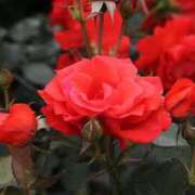 ヒメ日記 2025/02/27 23:01 投稿 れいか 奥鉄オクテツ神奈川店（デリヘル市場グループ）