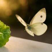 ヒメ日記 2025/05/31 06:02 投稿 れいか 奥鉄オクテツ神奈川店（デリヘル市場グループ）