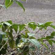 ヒメ日記 2025/08/14 16:01 投稿 れいか 奥鉄オクテツ神奈川店（デリヘル市場グループ）