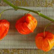 ヒメ日記 2025/08/14 21:27 投稿 れいか 奥鉄オクテツ神奈川店（デリヘル市場グループ）