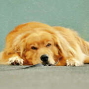 ヒメ日記 2025/08/17 17:42 投稿 れいか 奥鉄オクテツ神奈川店（デリヘル市場グループ）