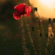 ヒメ日記 2025/09/08 16:31 投稿 れいか 奥鉄オクテツ神奈川店（デリヘル市場グループ）