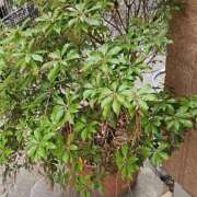 ヒメ日記 2026/01/15 14:36 投稿 れいか 奥鉄オクテツ神奈川店（デリヘル市場グループ）