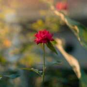 ヒメ日記 2026/02/05 13:56 投稿 れいか 奥鉄オクテツ神奈川店（デリヘル市場グループ）