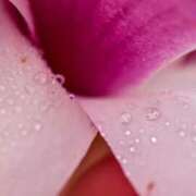 ヒメ日記 2026/02/07 19:30 投稿 れいか 奥鉄オクテツ神奈川店（デリヘル市場グループ）