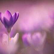 ヒメ日記 2026/02/22 15:34 投稿 れいか 奥鉄オクテツ神奈川店（デリヘル市場グループ）