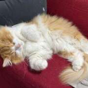 ヒメ日記 2025/08/01 09:36 投稿 ひな 梅田アバンチュール