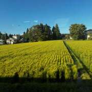 ヒメ日記 2025/08/15 16:50 投稿 清水智子 五十路マダム 仙台店