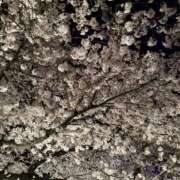 ヒメ日記 2026/04/30 21:45 投稿 れい☆ CLUB PIAA