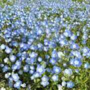 ヒメ日記 2025/05/25 11:27 投稿 ことね しろうとCollection