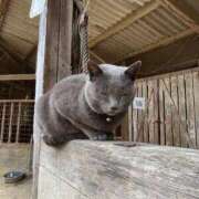 ことね ☀️ しろうとCollection