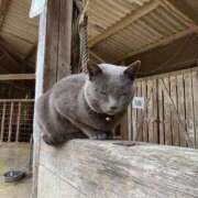 ことね ☀️ しろうとCollection