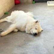 ことね ☔️ しろうとCollection