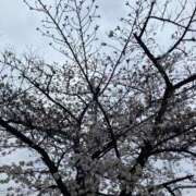 ヒメ日記 2026/04/01 10:09 投稿 モモ ドMな奥様 大阪本店