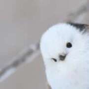 ヒメ日記 2025/08/29 12:00 投稿 あわい ロイヤル土佐