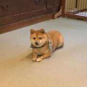 ヒメ日記 2025/10/03 23:51 投稿 たまき ポッキリ学園 ～モテモテハーレムごっこ～