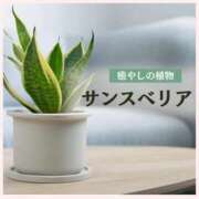 ヒメ日記 2026/02/25 06:22 投稿 ほなみ 熟女の風俗最終章 西川口店