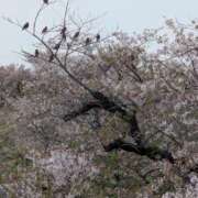 ヒメ日記 2026/04/08 12:01 投稿 秋葉 錦糸町おかあさん