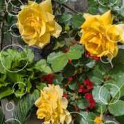 ヒメ日記 2026/04/16 14:40 投稿 秋葉 錦糸町おかあさん