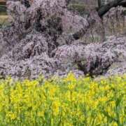 ヒメ日記 2024/04/23 13:04 投稿 ふう 熟女の風俗最終章 仙台店