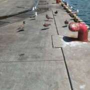 ヒメ日記 2025/08/02 13:04 投稿 ふう 熟女の風俗最終章 仙台店