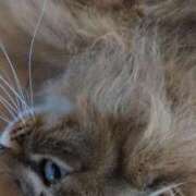 ヒメ日記 2025/12/14 19:04 投稿 ふう 熟女の風俗最終章 仙台店