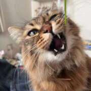 ヒメ日記 2025/12/22 07:57 投稿 ふう 熟女の風俗最終章 仙台店