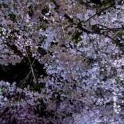 ヒメ日記 2026/04/09 20:04 投稿 ふう 熟女の風俗最終章 仙台店