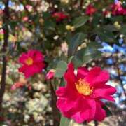 ヒメ日記 2025/01/06 09:01 投稿 たまき SMAT×SMAT（スマットスマット）