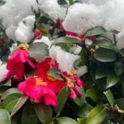 ヒメ日記 2026/02/28 23:24 投稿 たまき SMAT×SMAT（スマットスマット）