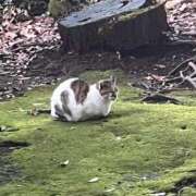 ヒメ日記 2025/12/20 10:23 投稿 れい 回春メンズエステ 華びら