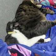 ヒメ日記 2025/12/29 12:43 投稿 れい 回春メンズエステ 華びら