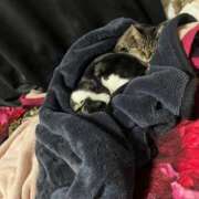 ヒメ日記 2026/03/19 11:33 投稿 れい 回春メンズエステ 華びら