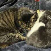 ヒメ日記 2026/03/28 11:33 投稿 れい 回春メンズエステ 華びら