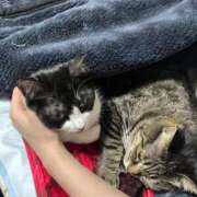 ヒメ日記 2026/03/29 12:43 投稿 れい 回春メンズエステ 華びら