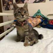 ヒメ日記 2026/03/31 12:33 投稿 れい 回春メンズエステ 華びら