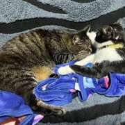 ヒメ日記 2026/04/15 13:33 投稿 れい 回春メンズエステ 華びら