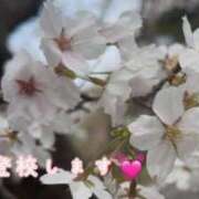 ヒメ日記 2025/04/14 10:26 投稿 うみ 土浦ビデオdeはんど