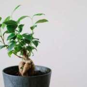 ヒメ日記 2025/09/16 17:01 投稿 まみちゃん ちょい！ぽちゃロリ倶楽部Hip's馬橋店